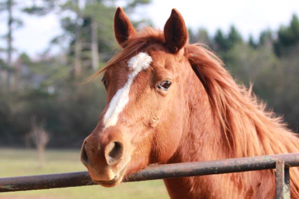 /Images/uploads/Save the horses/sthcalendar2018/entries/6031thumb.jpg